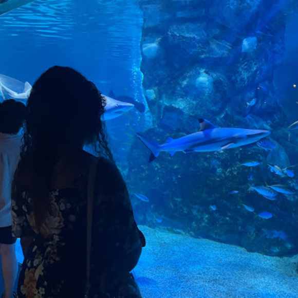 Meet your Posher, Alexandria - Picture 1 of 1